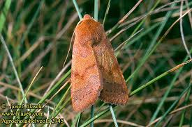 Attēlu rezultāti vaicājumam “Agrochola helvola”