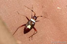 Attēlu rezultāti vaicājumam “Closterotomus biclavatus”