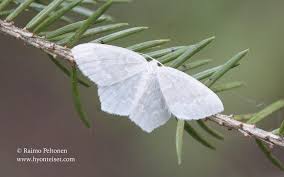 Attēlu rezultāti vaicājumam “Jodis putata”