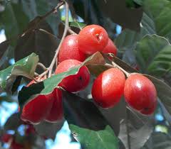 Attēlu rezultāti vaicājumam “Cinna latifolia fruit”