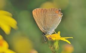 Attēlu rezultāti vaicājumam “Satyrium ilicis”