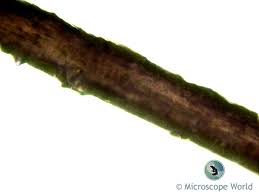Image result for human hair microscope image