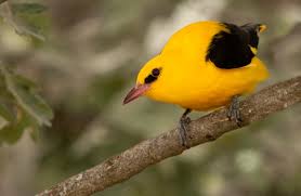 Attēlu rezultāti vaicājumam “Oriolus oriolus male”