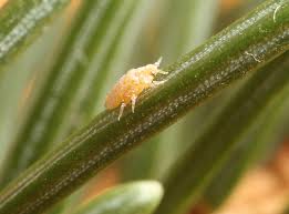 Attēlu rezultāti vaicājumam “Adelges laricis nymph”