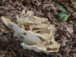 Attēlu rezultāti vaicājumam “Bondarzewia mesenterica”