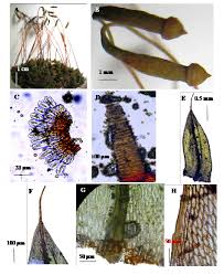 Attēlu rezultāti vaicājumam “Bryum pallescens”