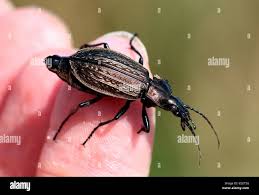 Attēlu rezultāti vaicājumam “Carabus granulatus”