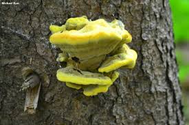 Attēlu rezultāti vaicājumam “Phaeolus schweinitzii”