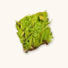 Attēlu rezultāti vaicājumam “Fissidens”