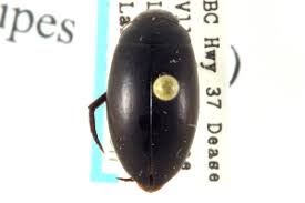 Attēlu rezultāti vaicājumam “Ilybius sp.”