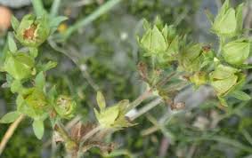 Attēlu rezultāti vaicājumam “Potentilla arenaria bud”