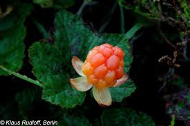 Attēlu rezultāti vaicājumam “Rubus chamaemorus”