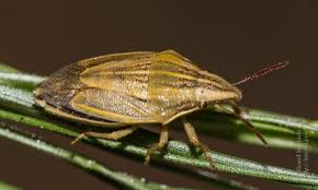 Attēlu rezultāti vaicājumam “Aelia acuminata”