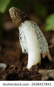 Attēlu rezultāti vaicājumam “Phallus impudicus”