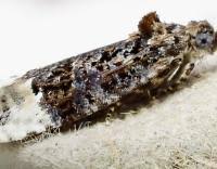 Attēlu rezultāti vaicājumam “Apotomis betuletana”