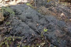 Attēlu rezultāti vaicājumam “Ruzenia spermoides”