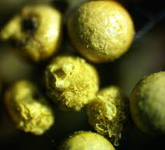 Attēlu rezultāti vaicājumam “Hemitrichia lutescens macro”