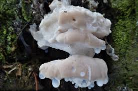 Attēlu rezultāti vaicājumam “Postia stiptica”