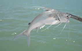 Image result for Bagre marinus