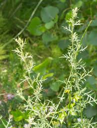 Attēlu rezultāti vaicājumam “Centaurea stoebe fruit”