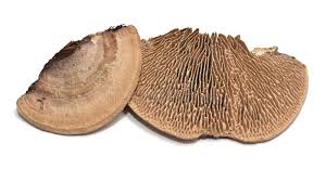 Attēlu rezultāti vaicājumam “Daedalea quercina”