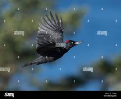 Attēlu rezultāti vaicājumam “Dryocopus martius adult”