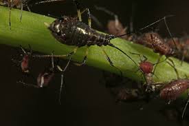 Attēlu rezultāti vaicājumam “Uroleucon hypochoeridis”