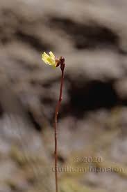 Attēlu rezultāti vaicājumam “Utricularia minor bud”