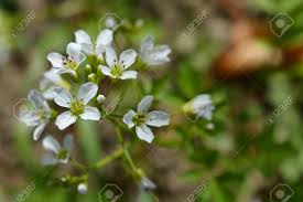 Attēlu rezultāti vaicājumam “Cardamine amara flower”