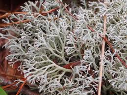 Attēlu rezultāti vaicājumam “Cladonia”
