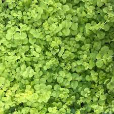 Attēlu rezultāti vaicājumam “Lysimachia nummularia leaf”