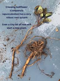 Attēlu rezultāti vaicājumam “Campanula rapunculoides leaf”