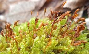 Attēlu rezultāti vaicājumam “Hypnum cupressiforme sporophyte”