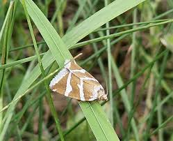Attēlu rezultāti vaicājumam “Deltote bankiana”