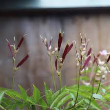 Attēlu rezultāti vaicājumam “Lathyrus vernus flower”