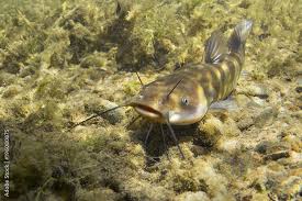 Image result for Ameiurus catus