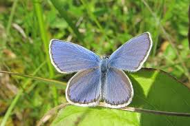 Attēlu rezultāti vaicājumam “Plebejus argyrognomon”