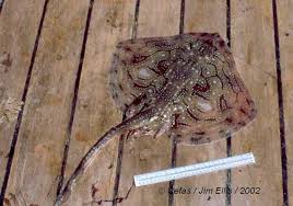 Image result for Raja undulata