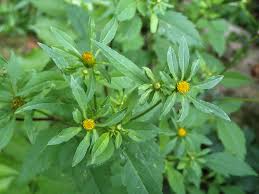 Attēlu rezultāti vaicājumam “Bidens frondosa”