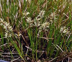 Attēlu rezultāti vaicājumam “Carex davalliana”
