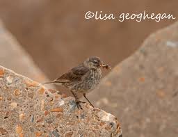 Image result for Anthus petrosus