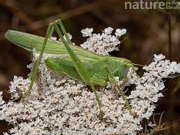 Attēlu rezultāti vaicājumam “Tettigonia viridissima”