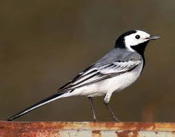 Image result for Motacilla alba