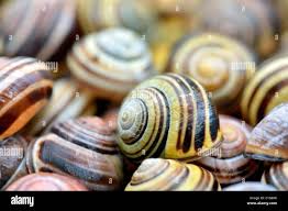 Attēlu rezultāti vaicājumam “Cepaea nemoralis”