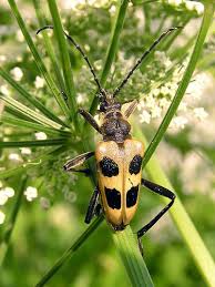 Attēlu rezultāti vaicājumam “Pachyta quadrimaculata”