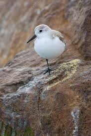 Attēlu rezultāti vaicājumam “Calidris alba”