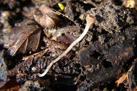 Attēlu rezultāti vaicājumam “Ciboria amentacea”