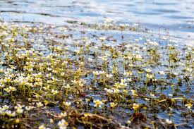 Attēlu rezultāti vaicājumam “Batrachium circinatum leaf”