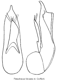 Attēlu rezultāti vaicājumam “Platydracus fulvipes”