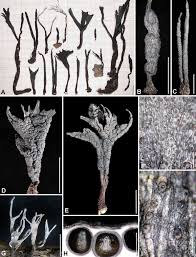 Attēlu rezultāti vaicājumam “Xylaria”